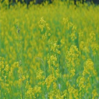 九九重阳节好词好