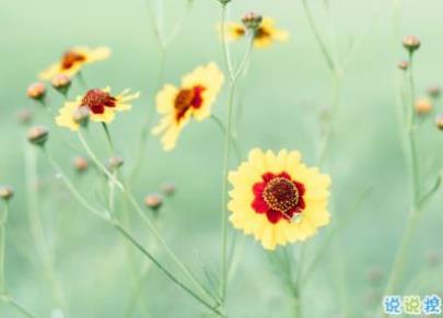 教师节给语文老师的祝福语简短[18条]